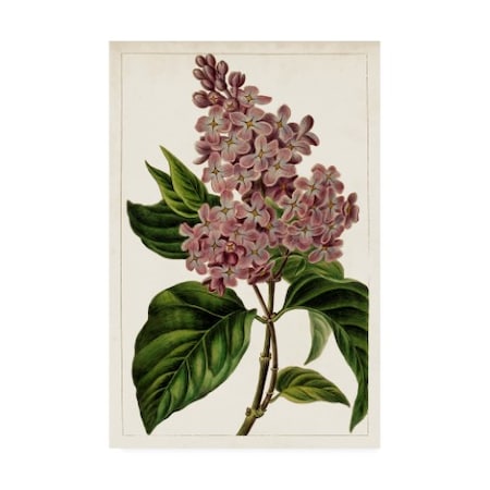 Unknown 'Mauve Botanicals IV' Canvas Art,30x47